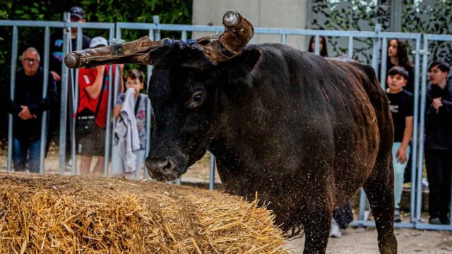 Toro. Foto: Pexels